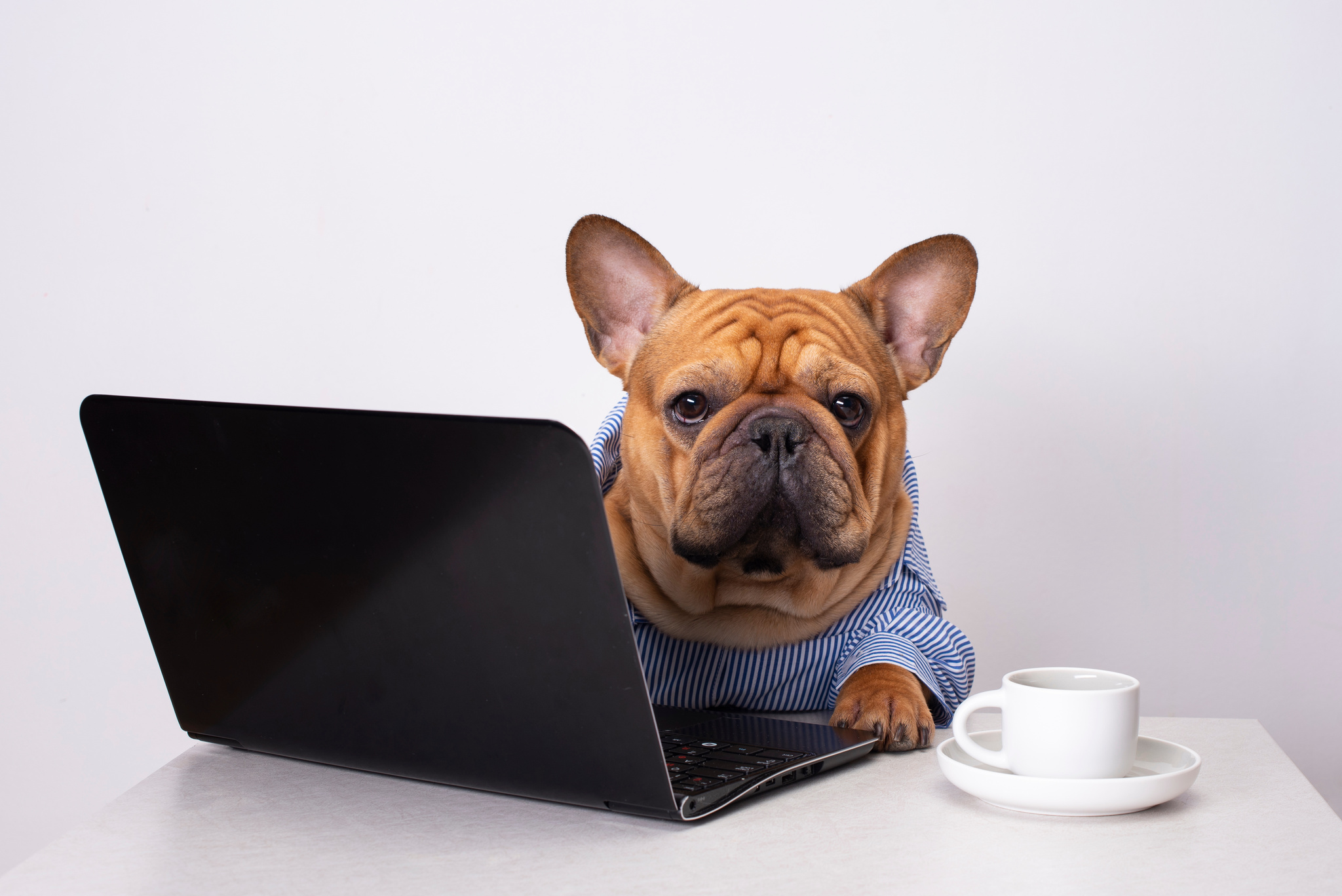 dog french bulldog works at a laptop.