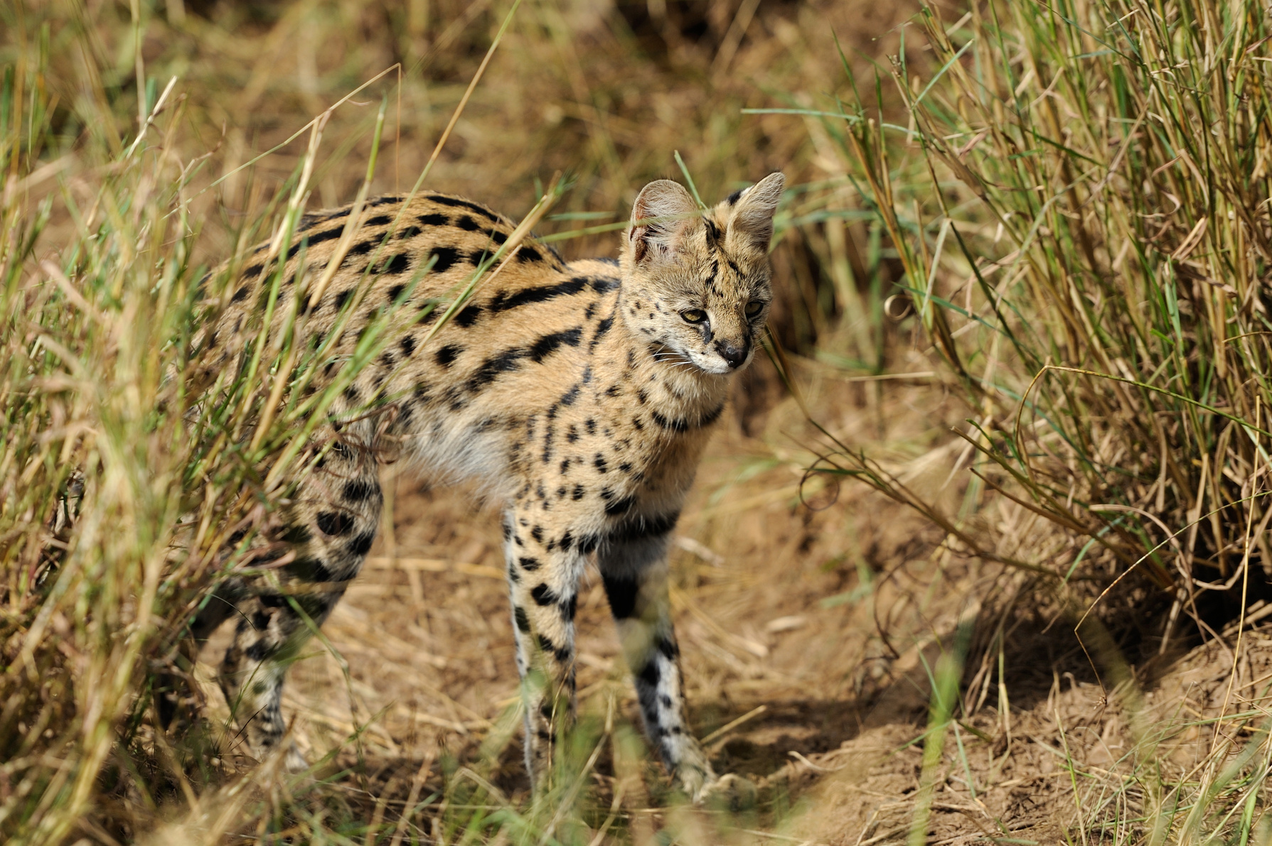 Serval cat (Felis serval)