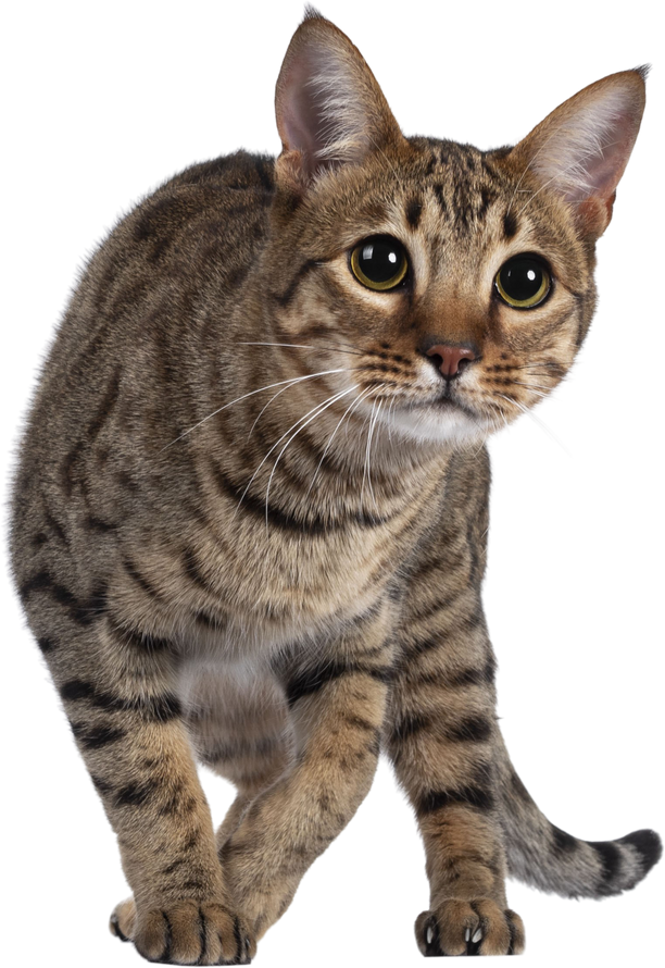 Young golden brown spotted cat on tranparent background