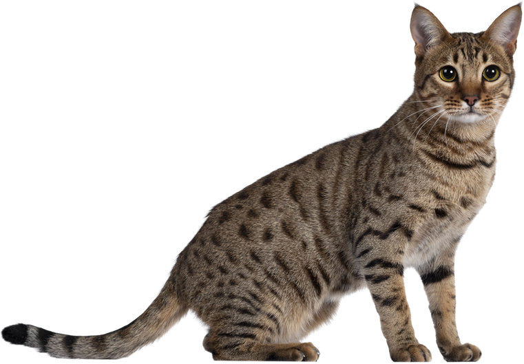 Young golden brown spotted cat on tranparent background