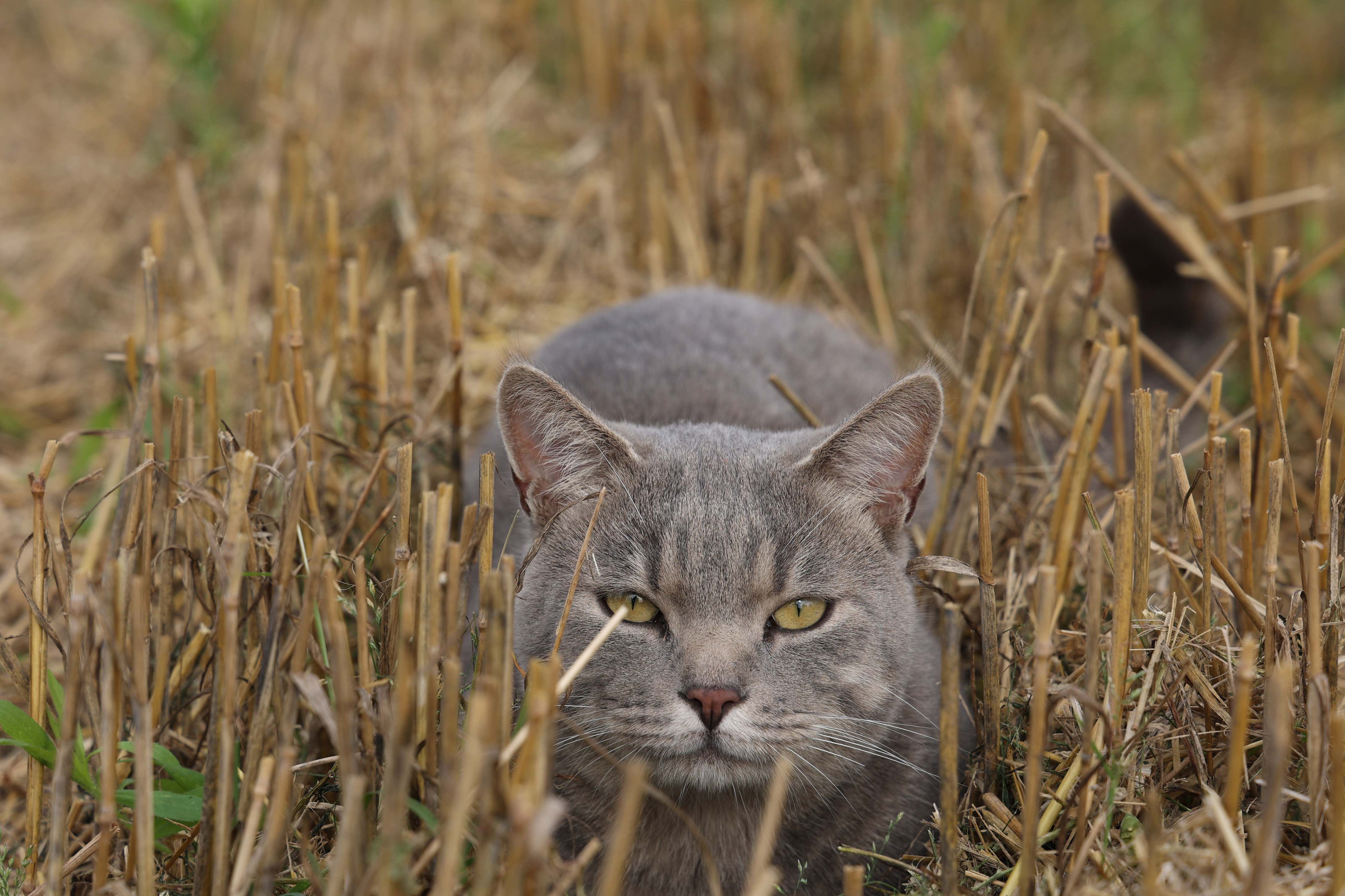 Gray domestic cat in the field in summer